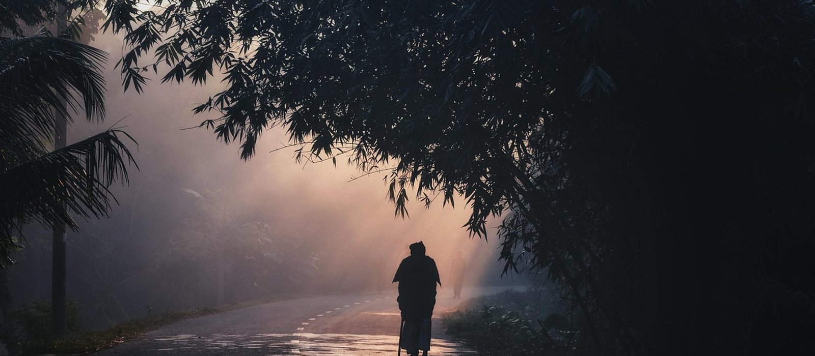 A quiet forest path